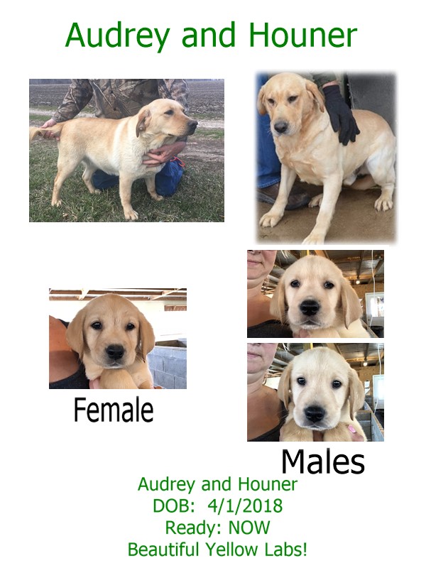 audrey