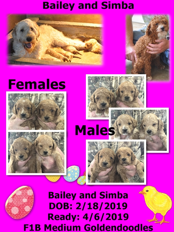 bailey