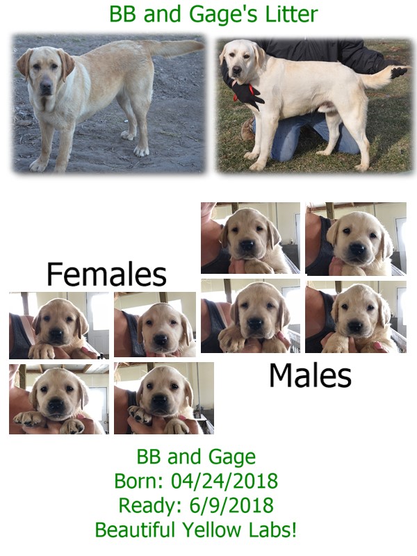 bb