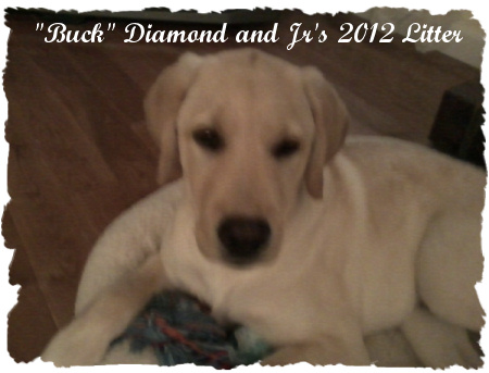 buck
