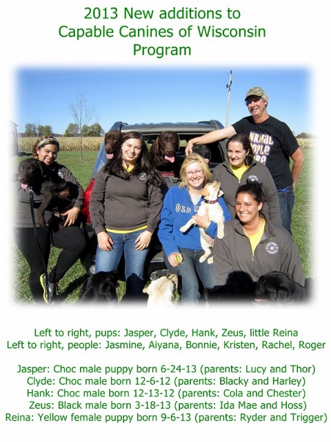 Service Dogs