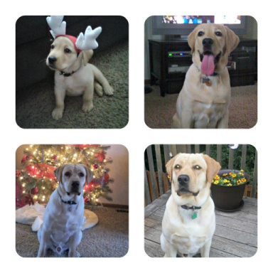 pups