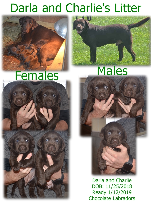 darla