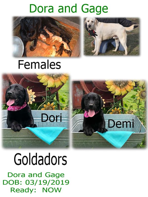 dora