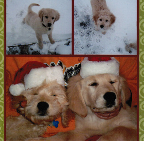 golden and goldendoodle,