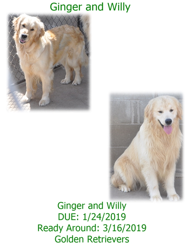 ginger