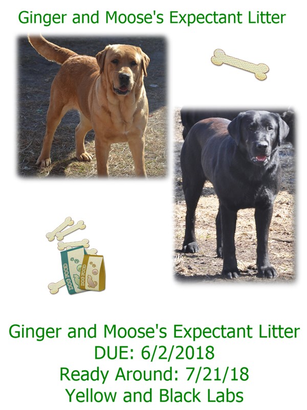 ginger