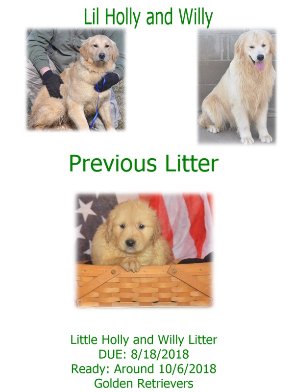 holly