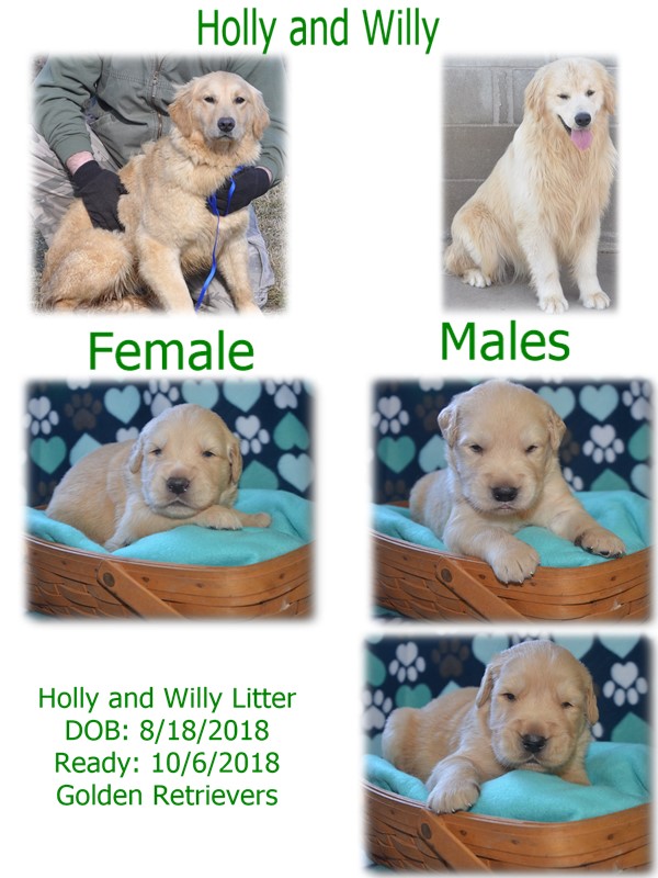 holly