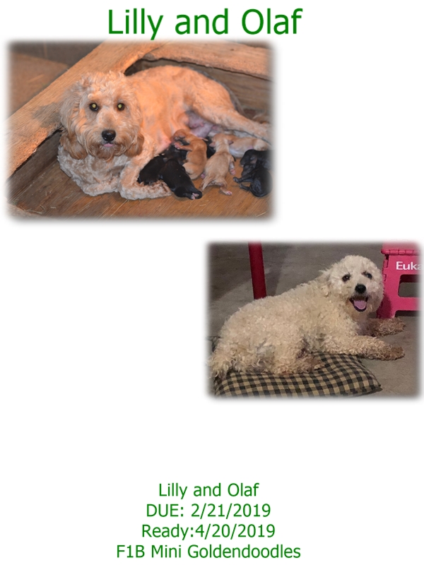 lilly