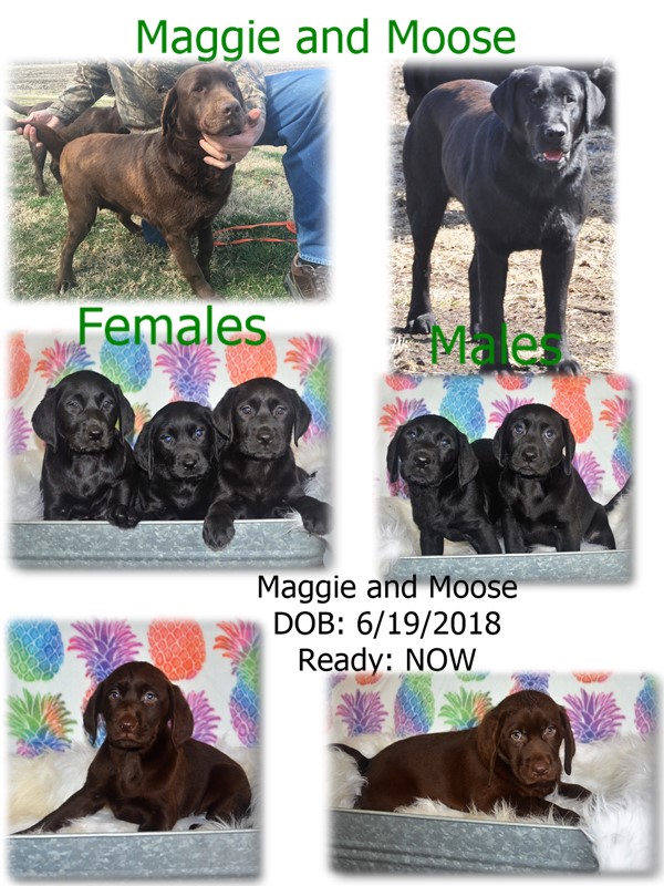 maggie