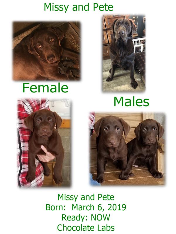 missy