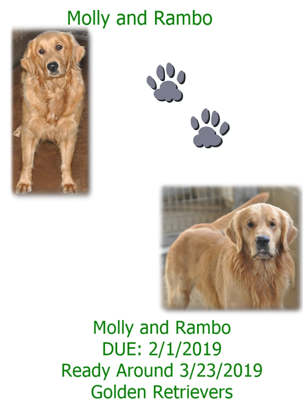 molly
