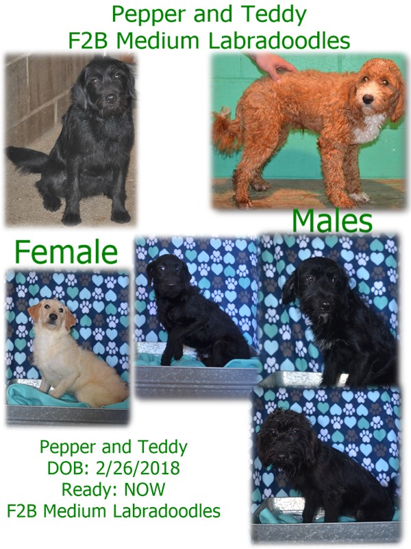 pepper