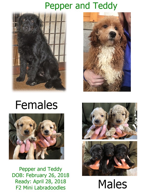 pepper