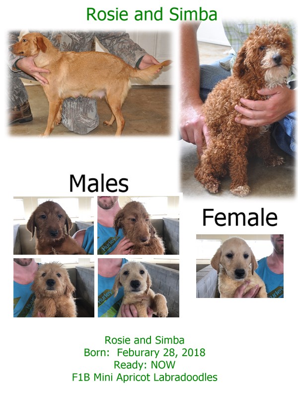 rosie