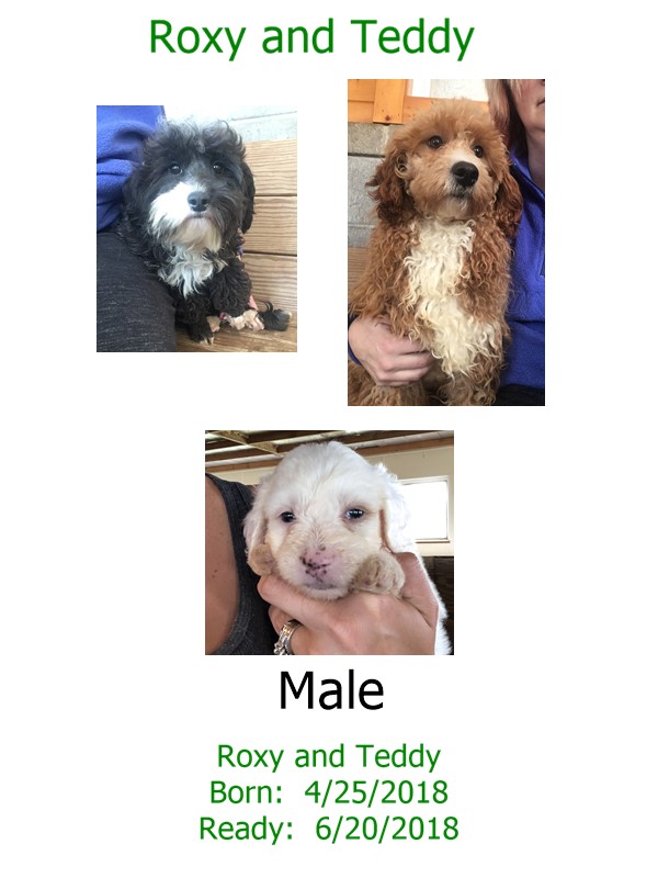 roxy