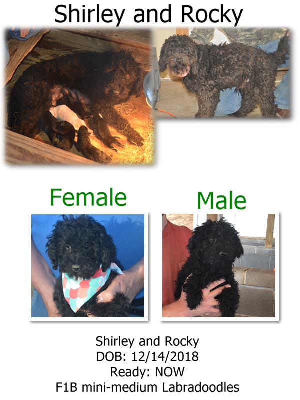 shirley