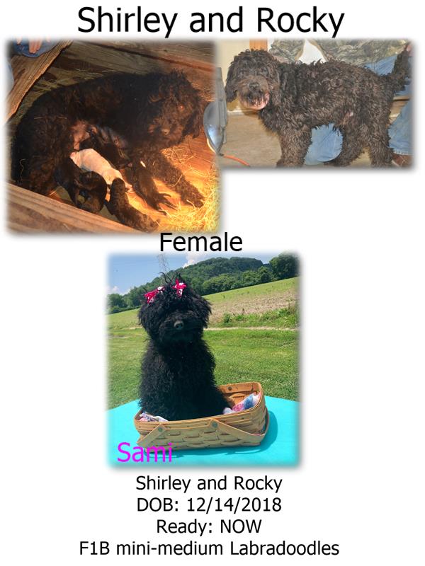 shirley