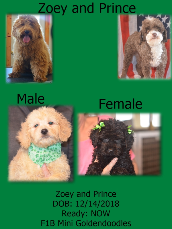 zoey